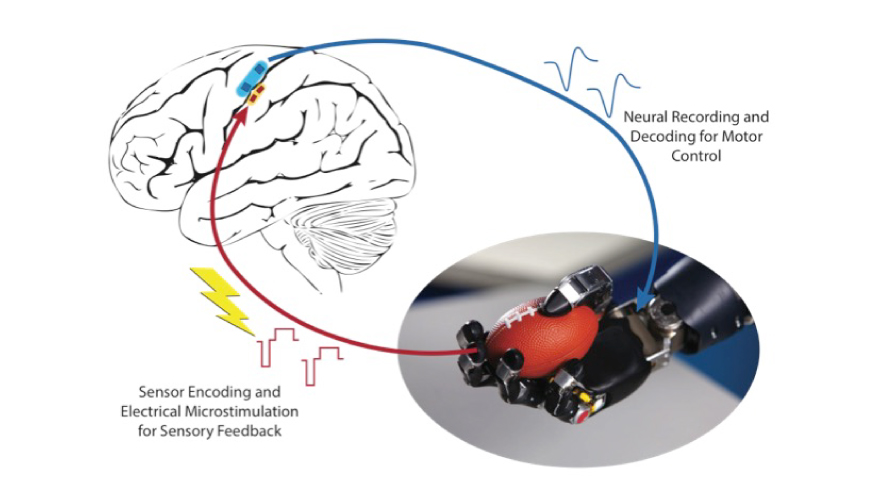 Researchers are investigating the feasibility of using intracortical microelectrode arrays implanted in the motor cortex to control a robotic arm. Photo source: Rehab Neural Engineering Labs, University of Pittsburgh 